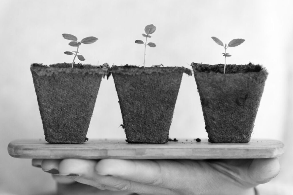 Image of hand holding plants